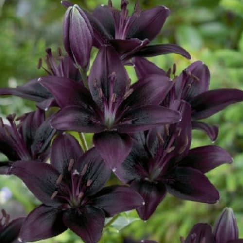 Lilium candidum bulbi,fiori grandi,resistenti al freddo,Che abbelliscono l'ambiente,forte adattabilità,giglio Bianco bulbo,lilium bulbi giganti,Unico,Lilium bulbi,giglio bulbi.-2bulbi-G