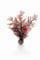 biOrb 46069 Hornkoralle S dunkelrot - kleine Aquariendekoration, naturnahe Koralle aus Kunststoff, leichte Reinigung, für alle biOrb Modelle