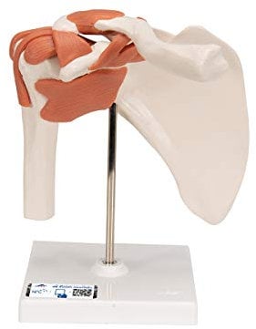 3B Scientific® Articulación Funcional del Hombro Humano – Músculos del Manguito Rotador, Movimiento Completo (Abducción, Rotación), + 3B Smart Anatomy App