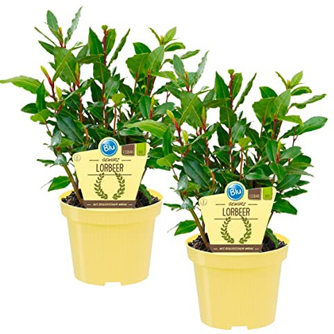 Bio Gewürzlorbeer, (Laurus nobilis), Kräuter Pflanzen aus nachhaltigem Anbau (2 Pflanzen, je im 12cm Topf)