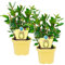 Bio Gewürzlorbeer, (Laurus nobilis), Kräuter Pflanzen aus nachhaltigem Anbau (2 Pflanzen, je im 12cm Topf)