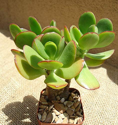 PLAT FIRM Germinazione dei semi: Jade piante Talee - 4 talee di piante giada rosso-tip