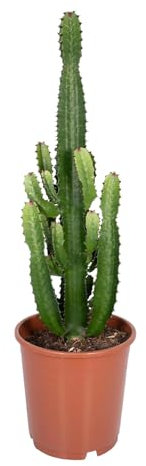 Trendyplants Euphorbia Acrurensis – Cactus – Altura 50-70 cm – Tamaño de la maceta Ø 24 cm