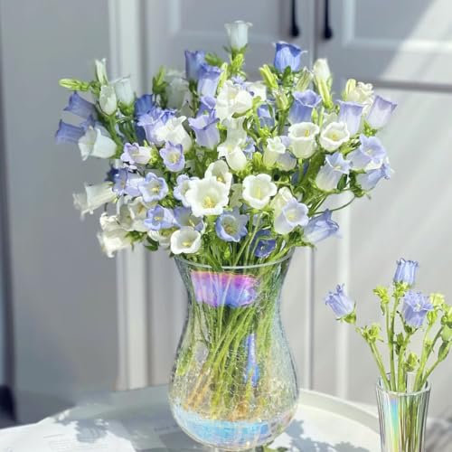 50 Pcs Glockenblume Winterhart Samen - Campanula Medium - Blumen Balkon, Garten Geschenke Für Frauen Glockenblume Samen, Blumensamen Mehrjährig Winterhart, Balkonpflanzen Winterhart