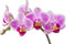 Sticker Autocollant Mural Nature Fleur Orchidée - SAD1001 (Largeur 20cm) - PPA DESIGN - Vinyle - Floral - Rose - Indoor Outdoor