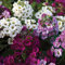 Alyssum Colourful Mixed Seeds – Hardy Annual – Attracts Bees & Butterflies – for Bedding, Borders & Rockeries - for Your Beautiful Garden