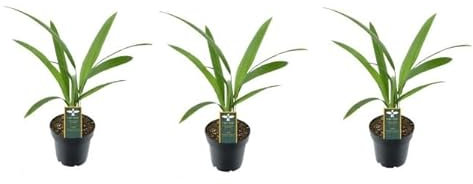 3er-Set Chinesische Hanfpalme Trachycarpus Fortunei, ca. 25 cm Höhe - Winterharte Palme für Garten und Terrasse - Exotische Pflanze für Innen- und Außenbereich