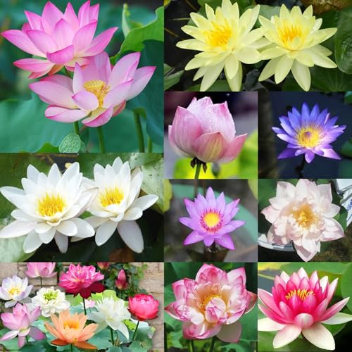 Lets Joy Lotusblumensamen, 100PCS Lotus Samen Wohnung Gemischt, Bonsai Samen, Lotus Samen Winterhart, Gemischte Farben Lotusblumensamen mit 5 Packung Dünger, Familie Garten Basteln Blumen Deko