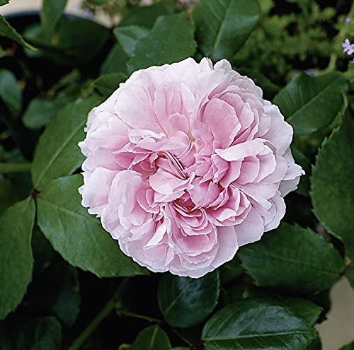 Garten-Schlüter Historische Rose 'Jacques Cartier'