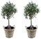 Plant in a Box - Olea Europaea - Set of 2 - Olivier sur tige dans un panier - Pot 14cm - Hauteur 50-60cm
