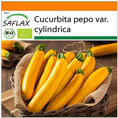 SAFLAX - Ecológico - Calabacín - Fiebre del Oro - 5 semillas - Cucurbita pepo