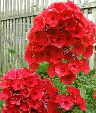 25 pezzi di semi di Fiori Phlox Red Drummond