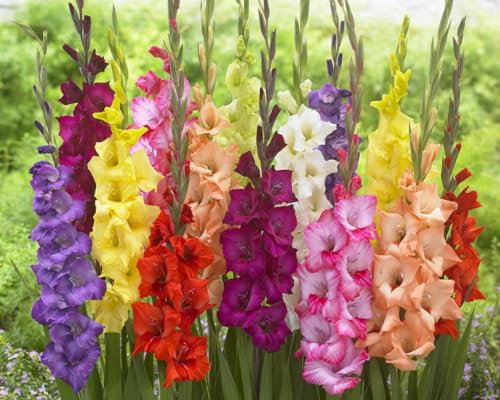 10 Gladiolus Bulbs, Mixed Colors - Sword Lily, Easy to Grow Perennial Garden or Container Flowers