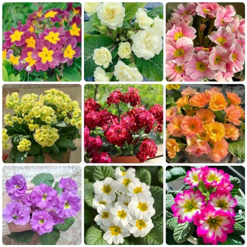 250 Pcs Primeln Samen - Primula Malacoides - Steingartenpflanzen Winterhart, Garten Blumen Primeln Pflanze Samen, Primel Blumen, Wildblumensamen Mehrjährig Winterhart Blumen Für Balkon