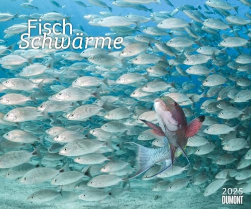 Fischschwärme - Kalender 2025 - DUMONT-Verlag - Fotokunst-Kalender - Wandkalender - 60 cm x 50 cm