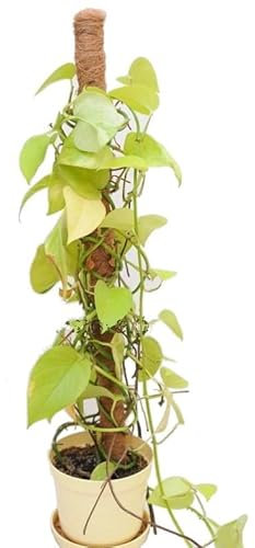 Dixiestore - Tuteur Plante Grimpante - Tuteur en Fibre de Coco - Support pour Plantes d’Intérieur - Monstera - Tube PVC Enroulé - Taille 180 cm, 10 pcs.