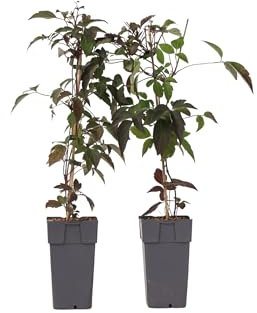 Plant in a Box - Clematis montana 'Fragrant Spring' - 2er-Set - Waldrebe - ⌀50cm - Höhe 60-70cm