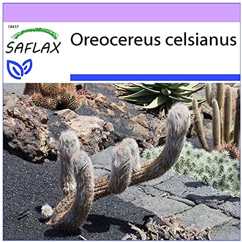 SAFLAX - Kakteen - Alter Mann der Anden - 40 Samen - Oreocereus celsianus