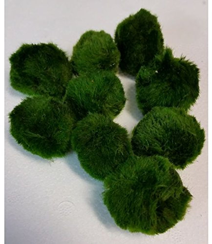 10 Stück 4-6 cm Chladophora Aegagropila - Mooskugel Inklusive 20g Garnelenpudding Von Der Bayerischen Aquaristikmanufaktur