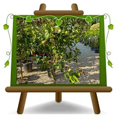 EURO PLANTS VIVAI Limone pianta da frutto di agrumi limoni varietà Lunario Vaso 22 cm