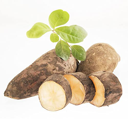 yacon samen kaufen Seltene Pflanzen serie - pflanzen geschenk garten kräuter bio saatgut gemüse gemüsesamen balkon Pflanze bonsai sämereien zimmerpflanzen exotische obst 150Stück