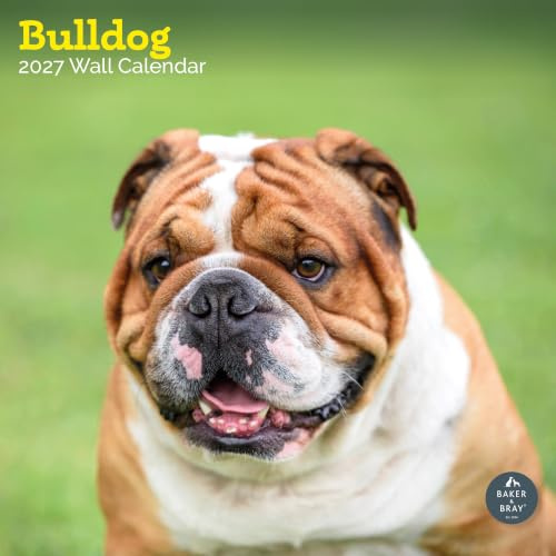 Bulldog Kalender 2024 | Quadratischer Wandkalender | 16 Monate | Baker and Bray