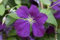 Clematis viticella 'Etoile Violette' Waldrebe Kletterpflanze im Topf gewachsen (40-60cm)