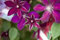 Clematis Hybride 'Westerplatte' Waldrebe Kletterpflanze im Topf gewachsen (60-100cm)