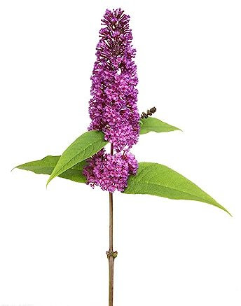 50 pcs Schmetterlingsflieder Samen (Buddleja) Flowers, Pflanzen Sommerflieder Winterhart Blumen Balkon, Bonsai Samen Blumen Für Balkon, Bio Saatgut Topfpflanzen Echt, Outdoor Pflanzen