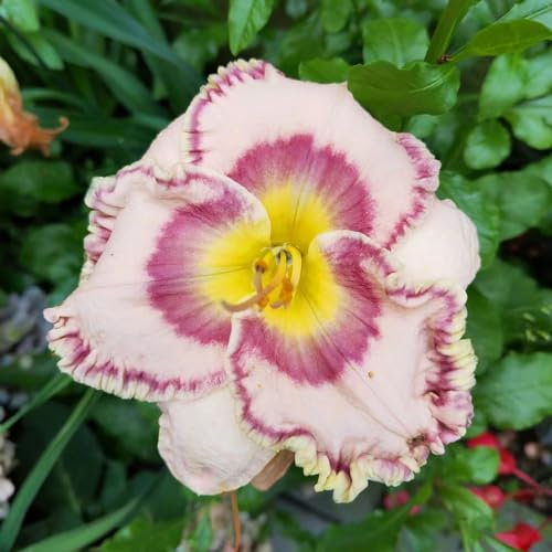 30 pcs taglilien winterhart mehrjährig samen gartenblumen mehrjährig winterhart balkon blumen pflanzenkübel wildblumensamen bienenweide sommerblumen samen bonsai bienenwiese saatgut