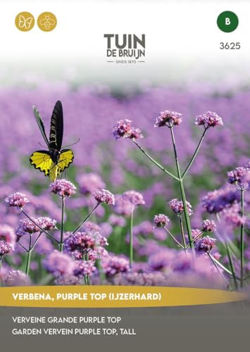 Tuin de Bruijn® Samen - Eisenkraut Lila Top (Eisenhart)