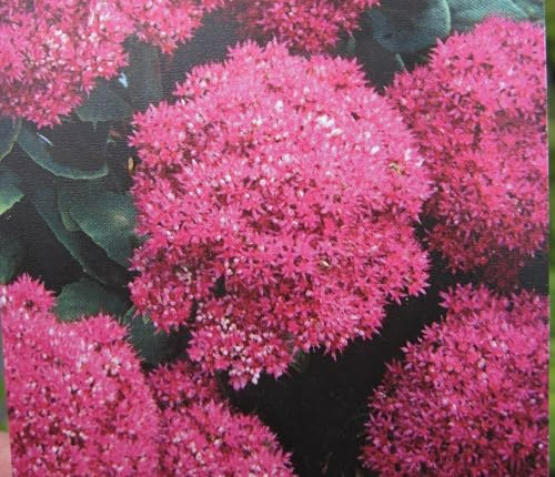 Prächtiges Fettblatt Brilliant - Sedum spectabile Brilliant - sehr standfest - Hohe Fetthenne