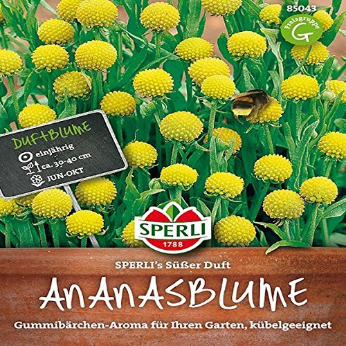 Sperli Blumensamen Ananasblume Süßer Duft, grün