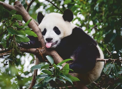 Ravensburger Puzzle 12000351 - Pandabär - 500 Teile Puzzle für Erwachsene und Kinder ab 12 Jahren, Tier-Puzzle