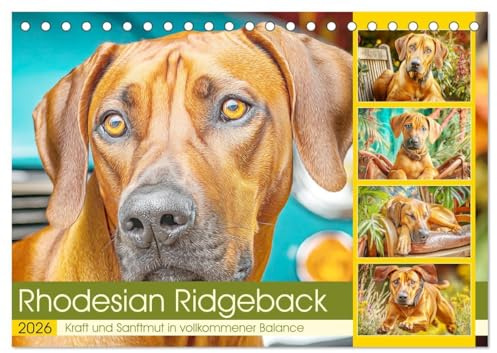 Rhodesian Ridgeback. Kraft und Sanftmut in vollkommener Balance (Tischkalender 2026 DIN A5 quer), CALVENDO Monatskalender: Beeindruckende Hunde mit ... und natürlicher Eleganz (CALVENDO Tiere)