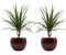 Drachenbaum marginata-Duo mit handgefertigtem Keramik-Blumentopf Cresto Rot, 2 Pflanzen und Deko-Töpfe