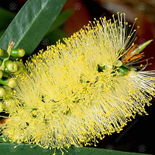 Callistemon 'Honeypot' Bottlebrush Evergreen Flowering Garden Shrub | 9cm Pot