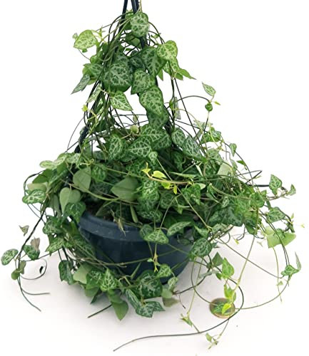 POWERS TO FLOWERS - CEROPEGIA WOODII TRIANGULARIS, BASKET VASO 15CM, Collana di Cuori, Pianta da Interno, Pianta Vera