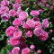 Graines de fleurs de rose grimpante 100pcs rose