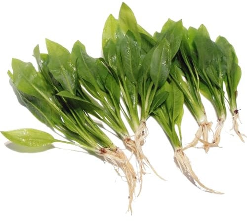 K2AQUA 10 x Echinodorus Bleheri Live Aquarium Plants Amazon Sword Plant for Fish Tank
