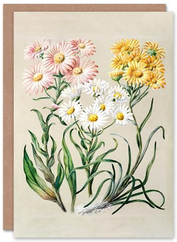 Artery8 Sarah Featon Art Card New Zealand Snow Groundsel Flowers