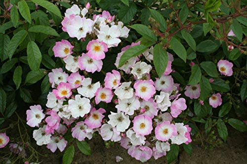 Rosa Shrub Rose 'Ballerina' Containerised