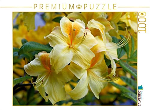 CALVENDO Puzzle Gelber Rhododendron | 1000 Teile Lege-Größe 64 x 48 cm Foto-Puzzle für glückliche Stunden