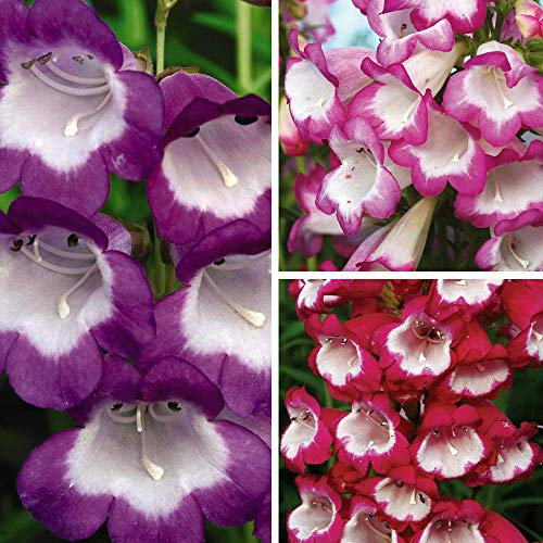 Penstemon Patio Collection Garden Plant Hardy Perennial Flowering Garden Plants Easy to Grow Your Own 3X Jumbo Plug Plant by Thompson and Morgan