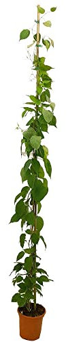 PLANTA TREPADORA NATURAL BIGNONIA VENUSTA 180CM M20 PARA EXTERIOR FLORES COLOR NARANJA