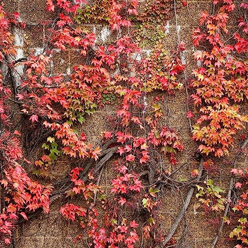 500 Piezas Semillas De Hiedra Perenne, Enredaderas De Hiedra, Enredaderas De Hiedra Pared Verde, Plantas Deco Vid (Hedera Nepalensis) Semillas De Hiedra De Interior, Plantas Colgantes,