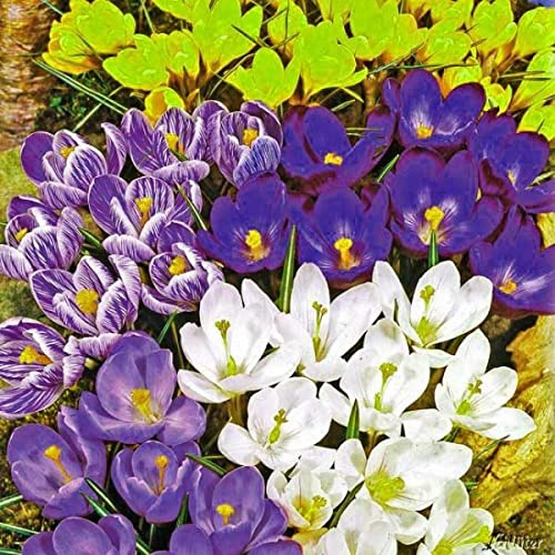 Krokus Zwiebeln Mischung - 60 Blumenzwiebeln (Crocus) | Krokusse zum Pflanzen, mehrjährig, winterhart mit Blumen-Blüten in weiß-violett gestreift, gelb, lila, weiß und blau-weiß