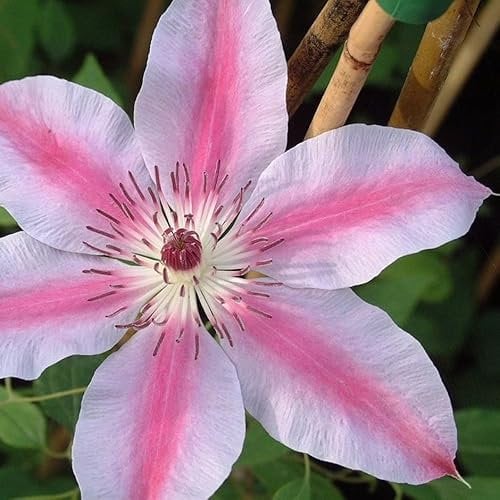 Plant Theory 60cm Cane Clematis Nelly Moser Pink Flowering Vine Climbing Plant 3L Pot