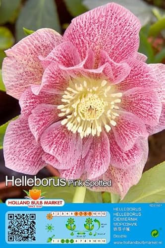 Christrosen : Christrose Schneerose Lenzrose Helleborus Double Ellen Spotted Pink winterhart 1 Rhizom