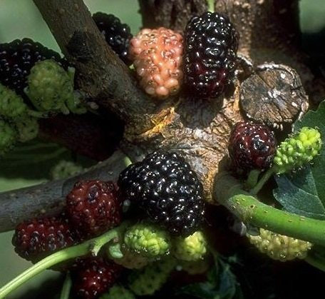 Schwarze Maulbeere, Morus nigra, Strauch, 60-80cm im Topf